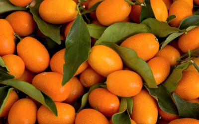 Le kumquat